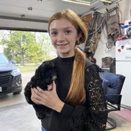 Aussiedoodle, Australian Shepherd, Poodle, Shihpoo, and Shih Tzu Puppies from Rockiń N Kennel