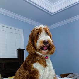 Nala - Goldendoodle