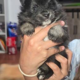 Male 1 - Black and tan male Pomeranian puppy in Buckeye, Arizona from BL Poms Heaven