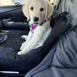 Golden Retriever Puppies from Loposky Goldens