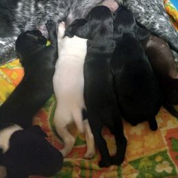 German Shorthaired Pointer Puppies from Weiss GSP's