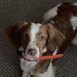 Brittanys from Winding Branch Kennel