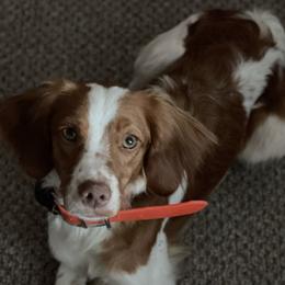 Brittanys from Winding Branch Kennel