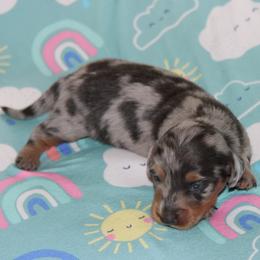 Moxie - Dapple female Dachshund puppy in Staley, North Carolina from Langley Farms Dachshunds
