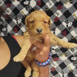 Sunny - Apricot female Goldendoodle puppy in Milwaukwe, Wisconsin from Wisconsin Doodles