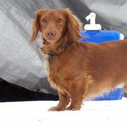 Stinky - Dachshund