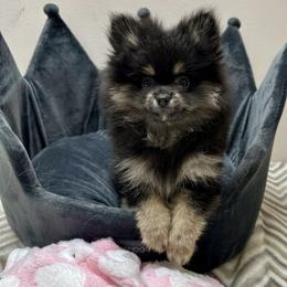 10wks AKC Black and Tan girl - Black and tan female Pomeranian puppy in Madison, Ohio from PawSitive Therapy Pomeranians