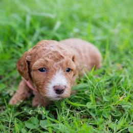 Aussiedoodle and Goldendoodle Puppies from Ever After Doodles Arizona