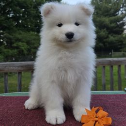 Orange boy - White male Samoyed puppy in Alma, Michigan from Limelight Samoyeds