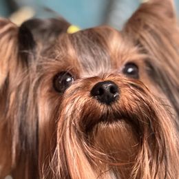 Yorkshire Terriers from DeRieux Yorkies