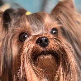 Yorkshire Terriers from DeRieux Yorkies