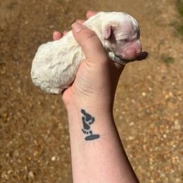 Gnocchi - Parti male Poodle puppy in Merigold, Mississippi from C & C Doodles and Poodles
