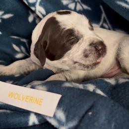 Wolverine - Brown and gray male Wirehaired Pointing Griffon puppy in Grangeville, Idaho from Happy Hollow Griffons