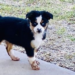 Australian Shepherd, Miniature Australian Shepherd, and Toy Australian Shepherd Puppies from Hunt Farms Mini Aussies