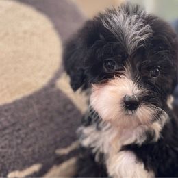 Yellow Collar - Sheepadoodle puppy from CelticDoods