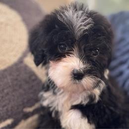 Yellow Collar - Sheepadoodle puppy from CelticDoods