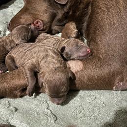 Boy 4 - Brown male Chesapeake Bay Retriever puppy in Howardwick, Texas from Yellow Town Chesapeake’s