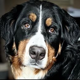 Bernese Mountain Dog Puppies from Lonesome Pine Farm