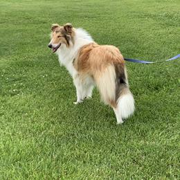 Collie and Yorkshire Terrier All Grown Up from Puppy Dog City