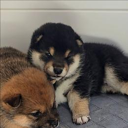 Meeko - Black and tan male Shiba Inu puppy in Marianna, Florida from Diwasou