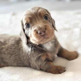 Dachshund Puppies from Silver Dach Farms