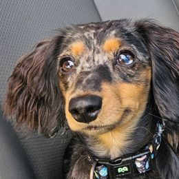 Luna - Dachshund