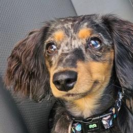 Luna - Dachshund