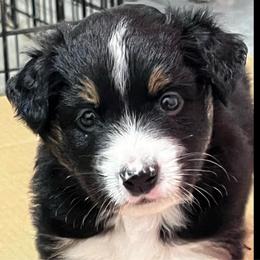 Black Tri Male 1- Cosmo - Black tri male Miniature Australian Shepherd puppy in Denair, California from CenCal Mini Aussies