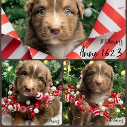 (4) Anne 1623 - Red tri-color female Australian Shepherd puppy in Huntington, Texas from JKKJ Farms