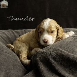 Thunder - Cream male Australian Labradoodle puppy in Cashmere, Washington from Mountain Home Doodles