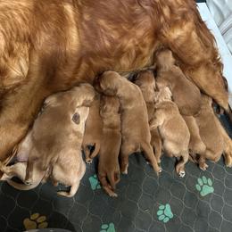 Boy 2 - Dark golden male Golden Retriever puppy in Parker, Colorado from Legacy Ranch Golden Retrievers