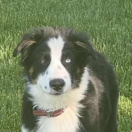 Grey collar - Black tri-color male Australian Shepherd puppy in Ogden, Utah from Rafter H Aussies