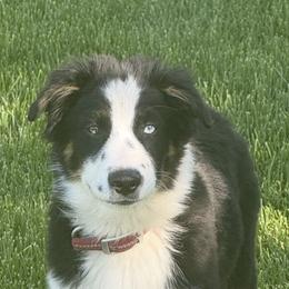 Grey collar - Black tri-color male Australian Shepherd puppy in Ogden, Utah from Rafter H Aussies