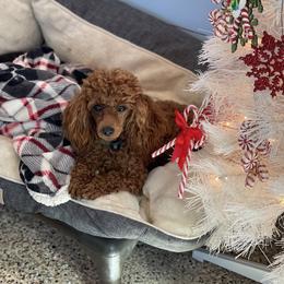 Posh - Poodle