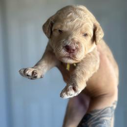 Grace - Apricot female Goldendoodle puppy in Waterford, California from Alvdoodles
