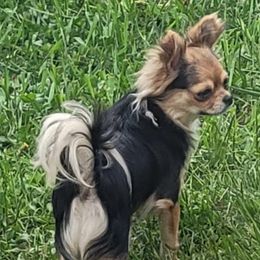 Ch Sired Olivia - Chihuahua