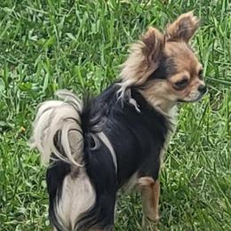 Ch Sired Olivia - Chihuahua