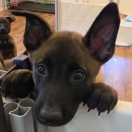 Grey - Mahogany female Belgian Malinois puppy in Chesterfield, Virginia from Love Belgian Malinois