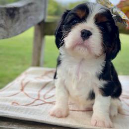 Brie - Tri-color female Cavalier King Charles Spaniel puppy in El Dorado Springs, Missouri from Cavish's Missouri Cavaliers, Cavapoos, and Miniature Poodles
