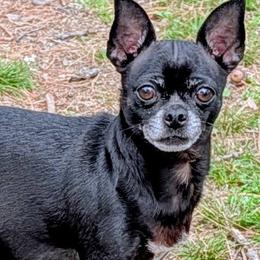 Sansa - Chihuahua