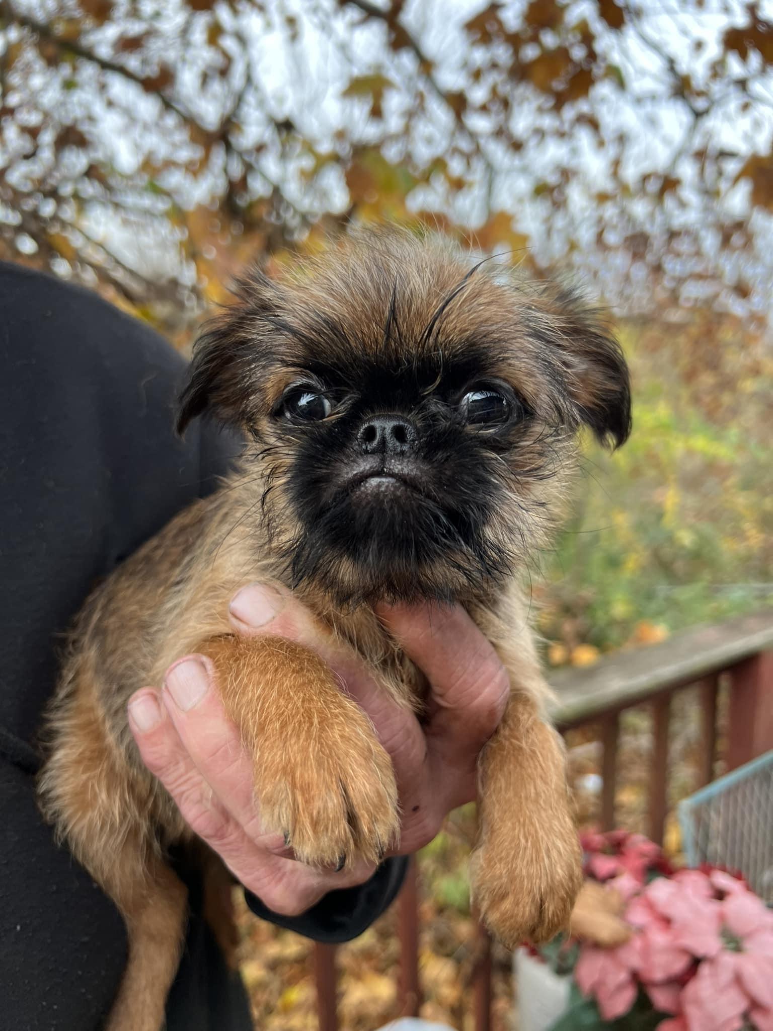 SunnyCrest Brussels Griffons in Michigan | Brussels Griffon puppies ...