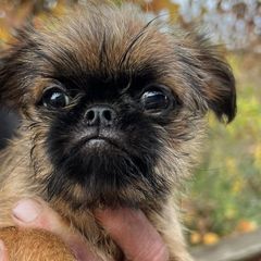 Brussels Griffons from SunnyCrest Brussels Griffons