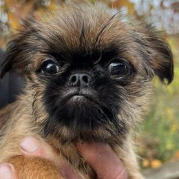 Brussels Griffons from SunnyCrest Brussels Griffons