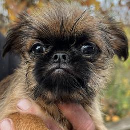 Brussels Griffons from SunnyCrest Brussels Griffons
