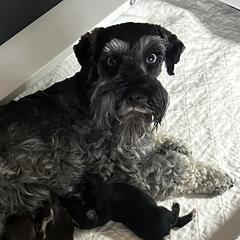 Miniature Schnauzers from Devon Dunlap