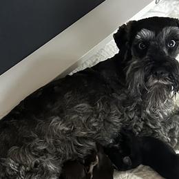Miniature Schnauzers from Devon Dunlap