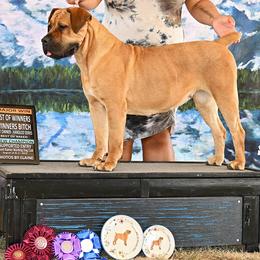 Boerboels and Cane Corso from Ironhide Cane Corso Italiano Kennels