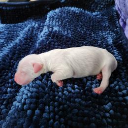 Boy 1 - White male Llewellin Setter puppy in North Dinwiddie, Virginia from Pups Furever