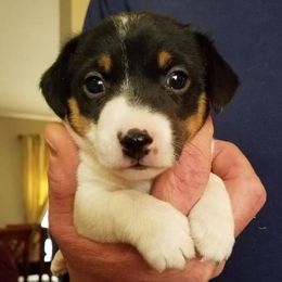 Russell Terriers from Debbie Dial's Russell Terriers