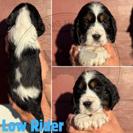 Low Rider - Black white and tan male English Springer Spaniel puppy in Fond Du Lac, Wisconsin from Clucking Homestead Springers & Dachshunds